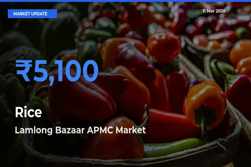 Lamlong Bazaar APMC Leads as Top Mandi for Rice Prices