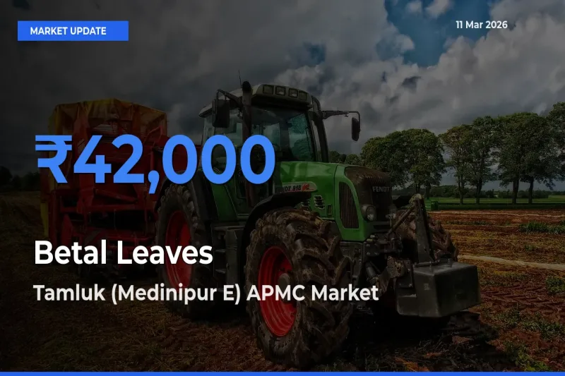 Tamluk (Medinipur E) APMC Tops Betal Leaves Mandi Rates Today