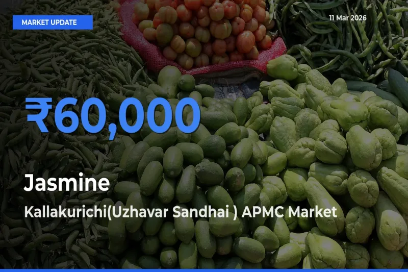 Kallakurichi(Uzhavar Sandhai ) APMC Offers ₹60,000 – Highest Jasmine Rate Today