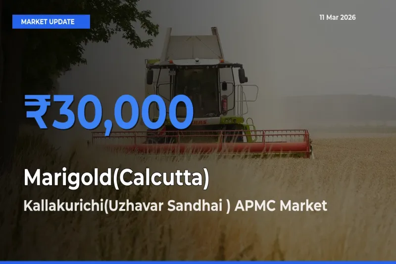 Kallakurichi(Uzhavar Sandhai ) APMC Records Highest ₹30,000 Rate for Marigold(Calcutta)