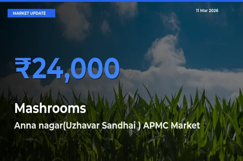Mashrooms Mandi Rate Today: Anna nagar(Uzhavar Sandhai ) APMC Tops the List