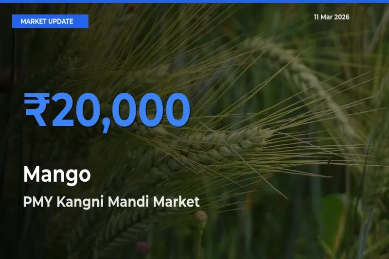 PMY Kangni Mandi Emerges as Top Mandi for Mango Prices Today