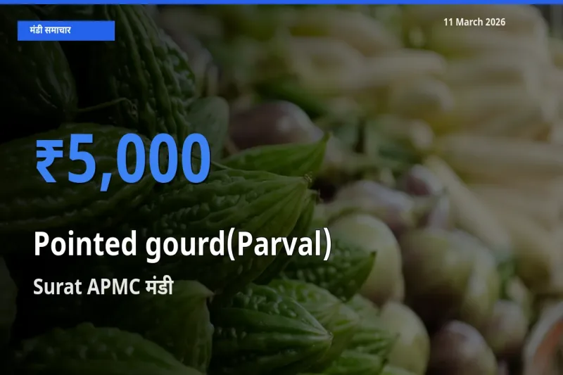 Surat APMC मंडी में आज परवल के सबसे ऊँचे दाम दर्ज