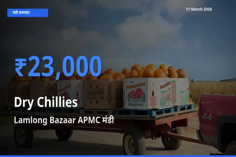 11 March अपडेट: सूखी लाल मिर्च के सबसे ऊँचे दाम Lamlong Bazaar APMC मंडी में
