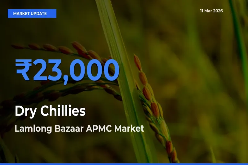 Dry Chillies Mandi Rate Today: Lamlong Bazaar APMC Tops the List
