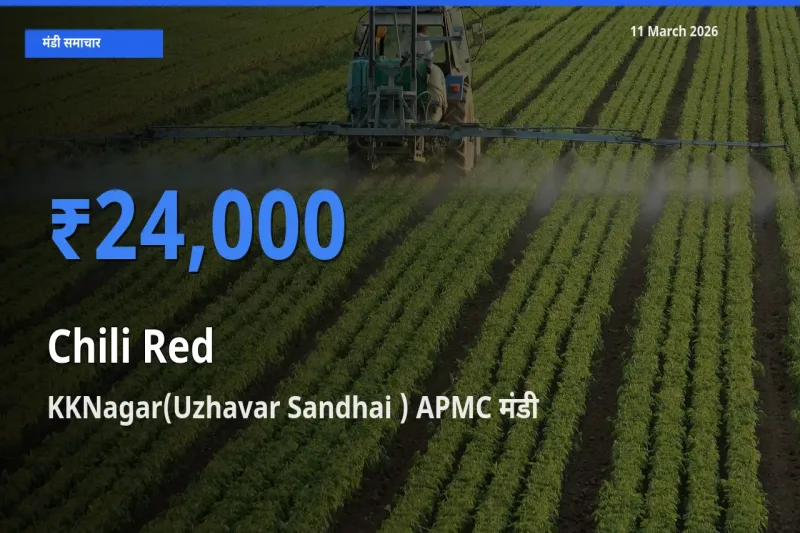 टॉप मंडी बना KKNagar(Uzhavar Sandhai ) APMC! लाल मिर्च के सबसे ऊँचे दाम यहीं दर्ज