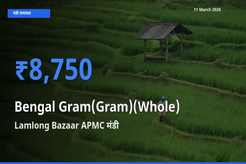 Lamlong Bazaar APMC मंडी में चना (साबुत) ₹8,750 पर पहुँचा – आज का सर्वोच्च भाव
