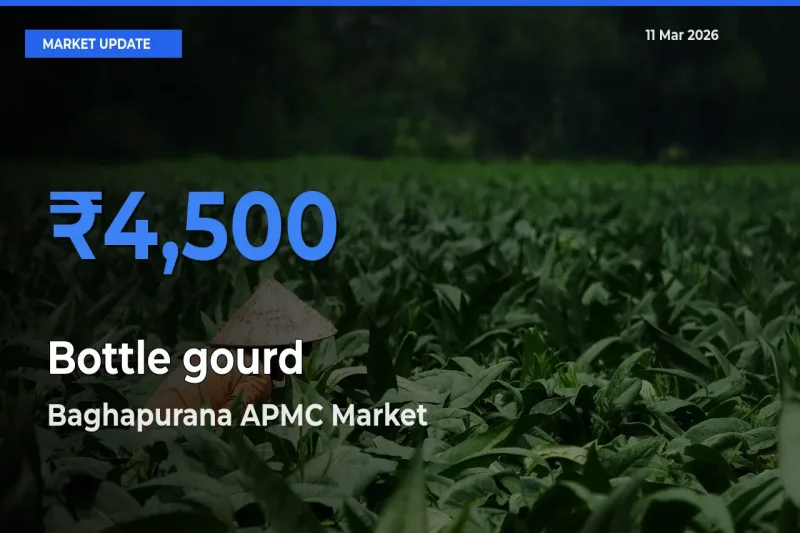 Baghapurana APMC Emerges as Top Mandi for Bottle gourd Prices Today