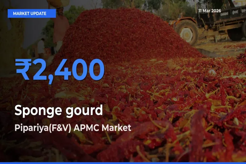 Farmers Prefer Pipariya(F&V) APMC as Sponge gourd Hits Highest Rate