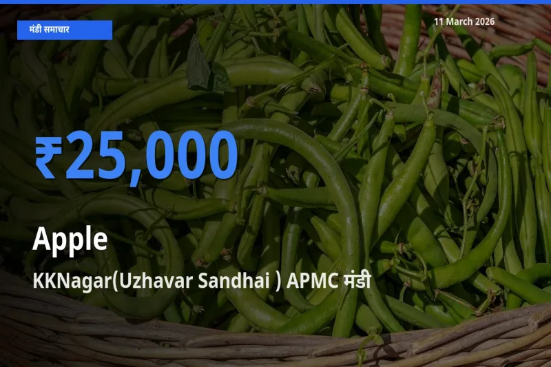 आज का मंडी भाव: सेब के सबसे ज़्यादा दाम KKNagar(Uzhavar Sandhai ) APMC में