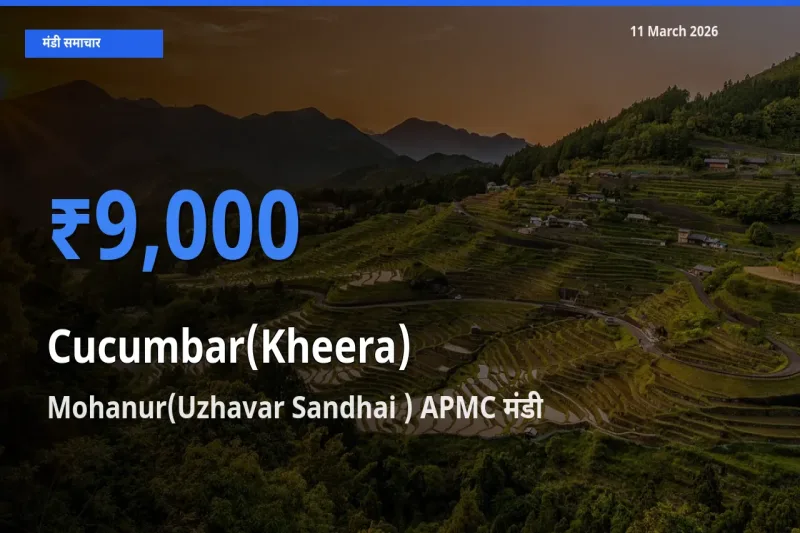 टॉप मंडी बना Mohanur(Uzhavar Sandhai ) APMC! खीरा के सबसे ऊँचे दाम यहीं दर्ज