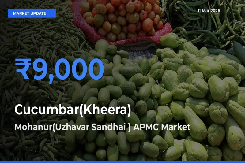 Mohanur(Uzhavar Sandhai ) APMC Emerges as Top Mandi for Cucumbar(Kheera) Prices Today