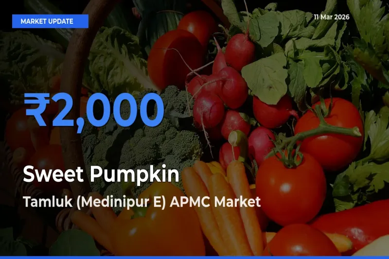 Top Performer! Tamluk (Medinipur E) APMC Offers Best Sweet Pumpkin Price Today