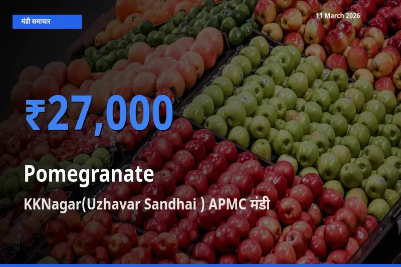 KKNagar(Uzhavar Sandhai ) APMC मंडी में आज अनार के सबसे ऊँचे दाम दर्ज