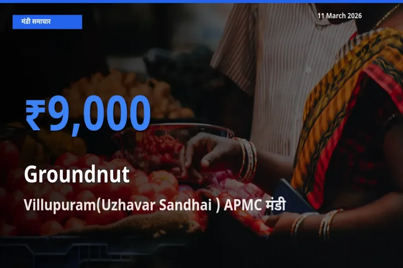 11 March अपडेट: मूंगफली के सबसे ऊँचे दाम Villupuram(Uzhavar Sandhai ) APMC मंडी में