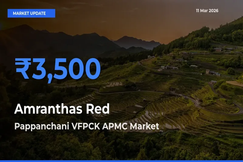 Pappanchani VFPCK APMC Tops Amranthas Red Rates – March 11 Market Update