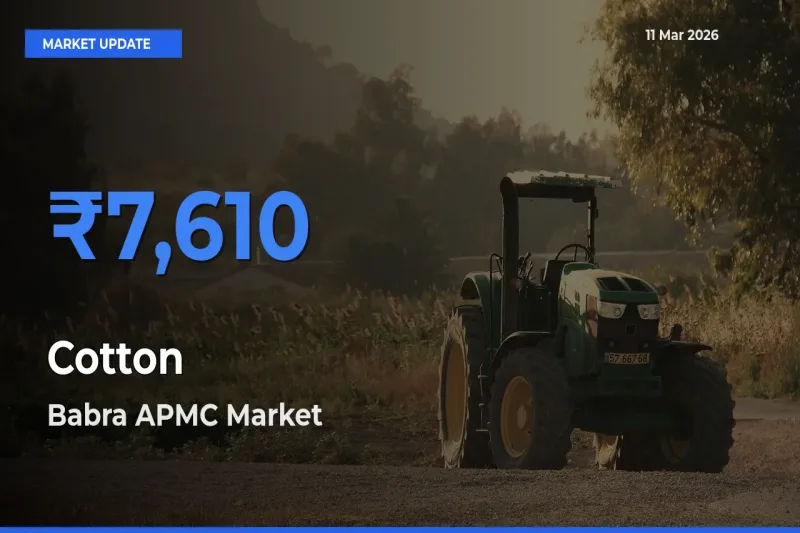 Babra APMC Tops Cotton Rates – March 11 Market Update