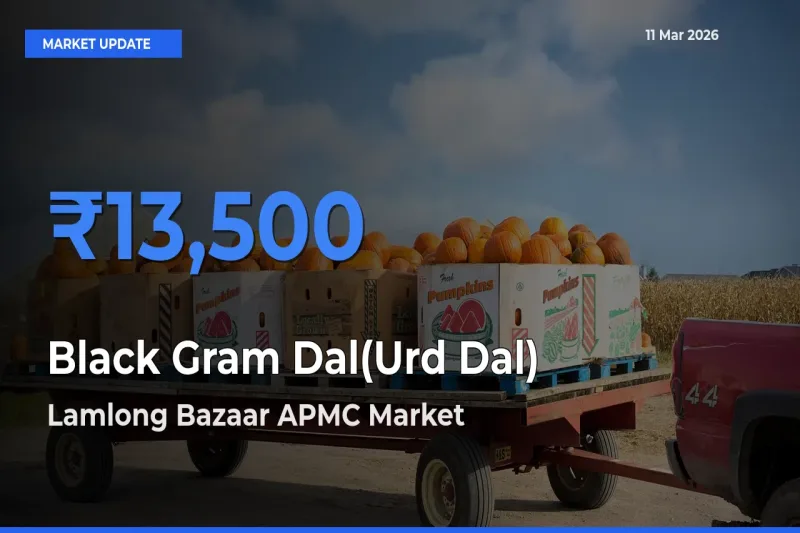 Black Gram Dal(Urd Dal) Mandi Rate Today: Lamlong Bazaar APMC Tops the List