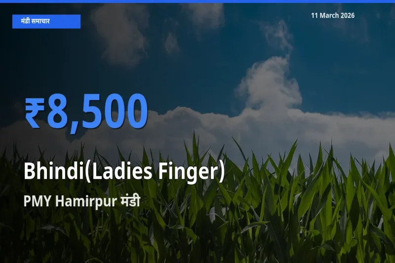 PMY Hamirpur मंडी में आज भिंडी के सबसे ऊँचे दाम दर्ज