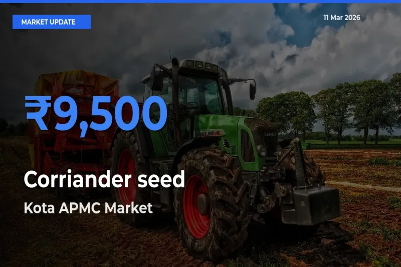 Kota APMC Tops Corriander seed Mandi Rates Today