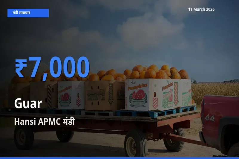 आज ग्वार के सबसे ज़्यादा दाम Hansi APMC मंडी में दर्ज