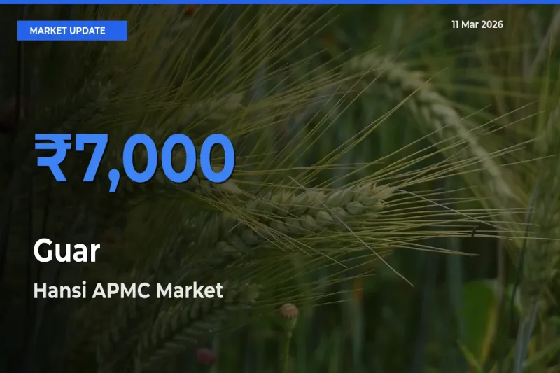 Farmers Prefer Hansi APMC as Guar Hits Highest Rate