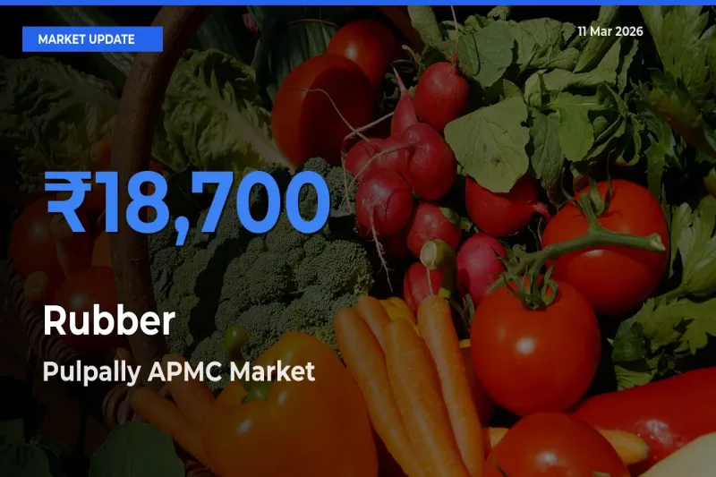 Top Performer! Pulpally APMC Offers Best Rubber Price Today