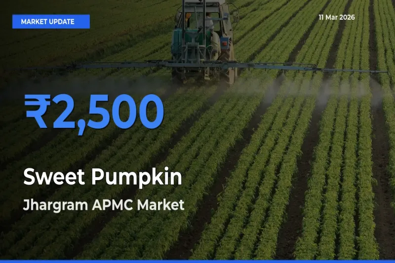 Jhargram APMC Leads as Top Mandi for Sweet Pumpkin Prices