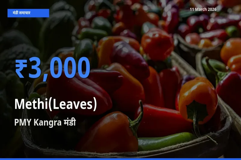 PMY Kangra मंडी में आज हरी मेथी के सबसे ऊँचे दाम दर्ज