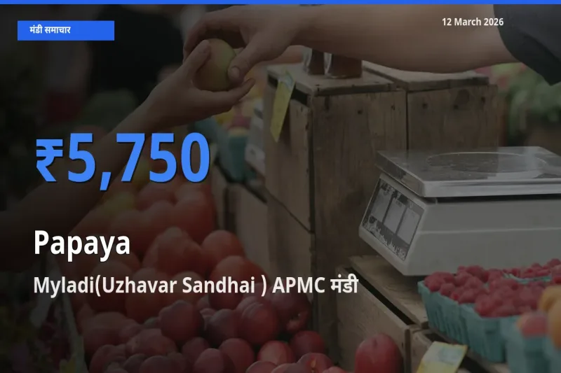 किसानों की पसंद बना Myladi(Uzhavar Sandhai ) APMC, पपीता के सबसे अच्छे दाम