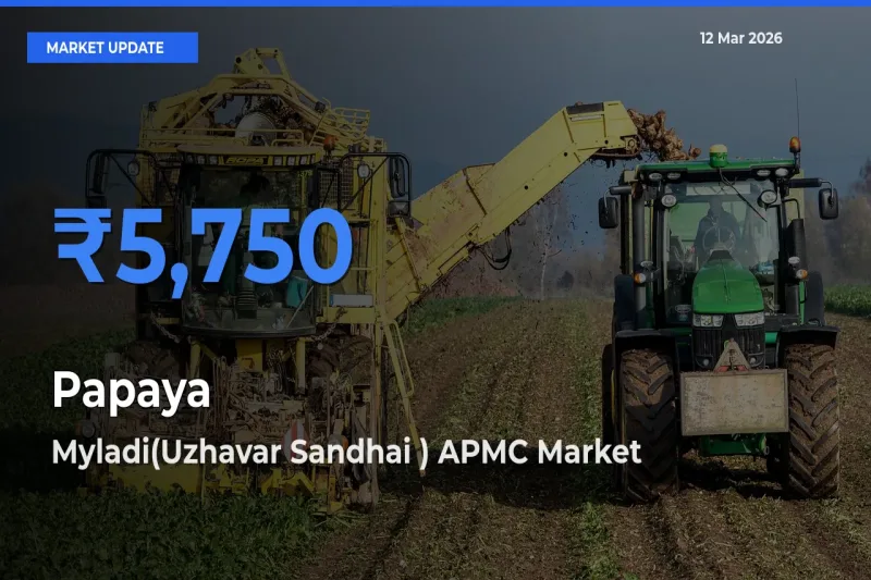 Top Performer! Myladi(Uzhavar Sandhai ) APMC Offers Best Papaya Price Today