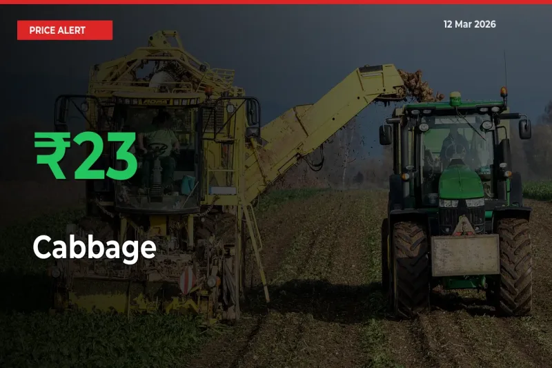 Cabbage Rises 23.22% at Mandis