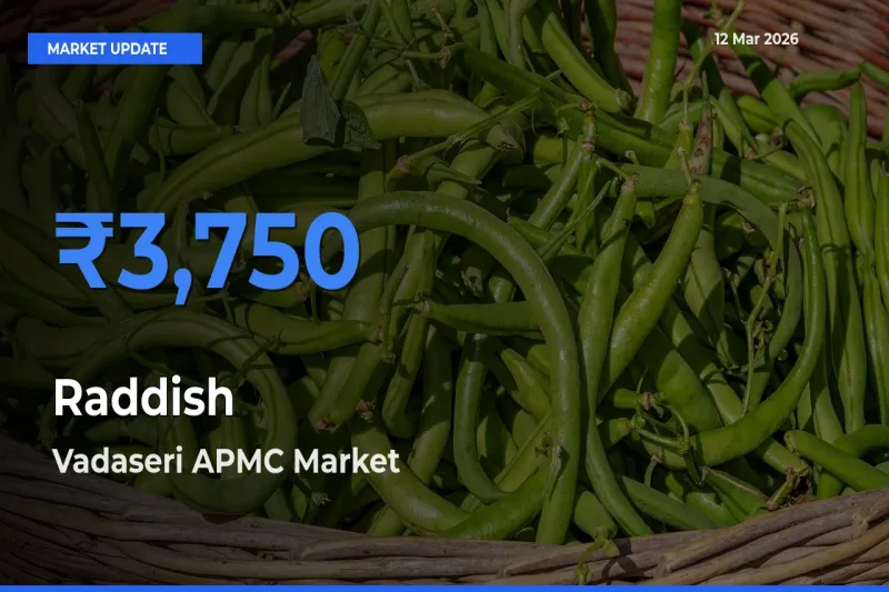 Vadaseri APMC Tops Raddish Mandi Rates Today