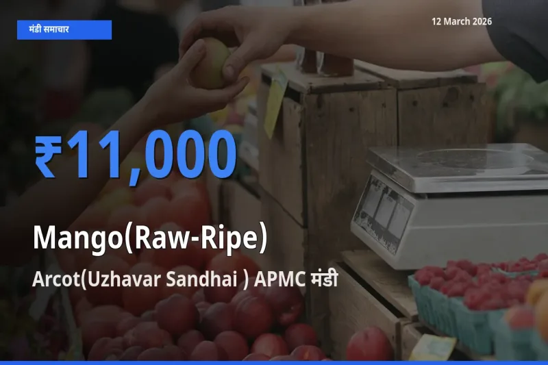 आज आम (कच्चा-पका) के सबसे ऊँचे दाम ₹11,000 Arcot(Uzhavar Sandhai ) APMC मंडी में