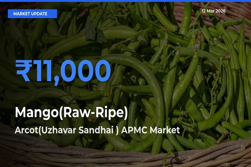 Arcot(Uzhavar Sandhai ) APMC Offers ₹11,000 – Highest Mango(Raw-Ripe) Rate Today