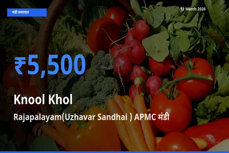 Rajapalayam(Uzhavar Sandhai ) APMC मंडी में आज गांठगोभी के सबसे ऊँचे दाम दर्ज