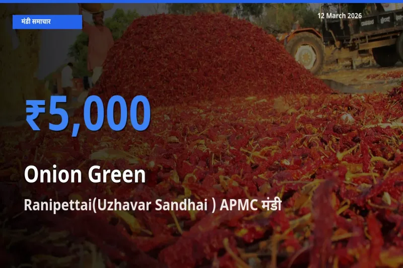 किसानों की पसंद बना Ranipettai(Uzhavar Sandhai ) APMC, प्याज हरा के सबसे अच्छे दाम