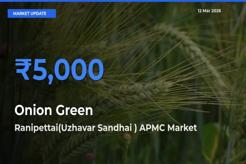 Ranipettai(Uzhavar Sandhai ) APMC Leads as Top Mandi for Onion Green Prices