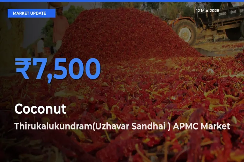 Top Performer! Thirukalukundram(Uzhavar Sandhai ) APMC Offers Best Coconut Price Today