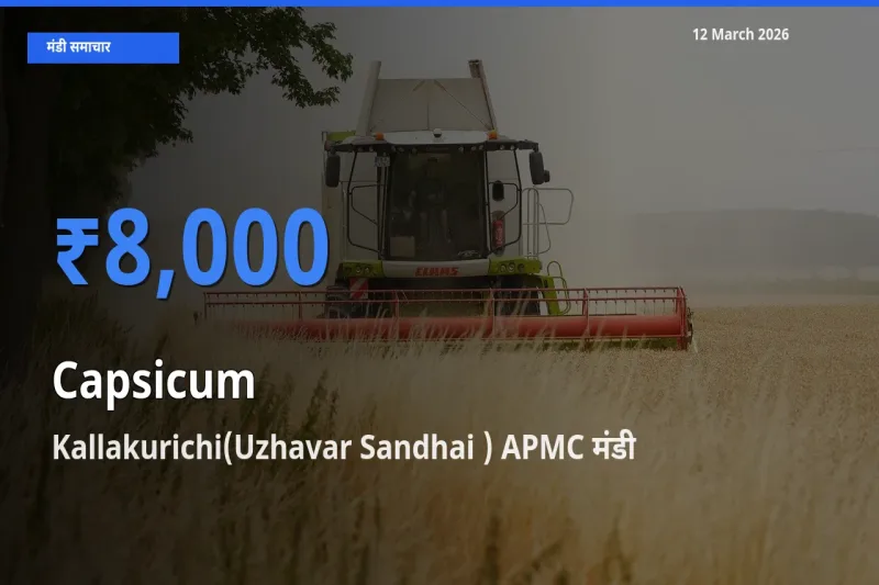 आज का मंडी भाव: शिमला मिर्च के सबसे ज़्यादा दाम Kallakurichi(Uzhavar Sandhai ) APMC में