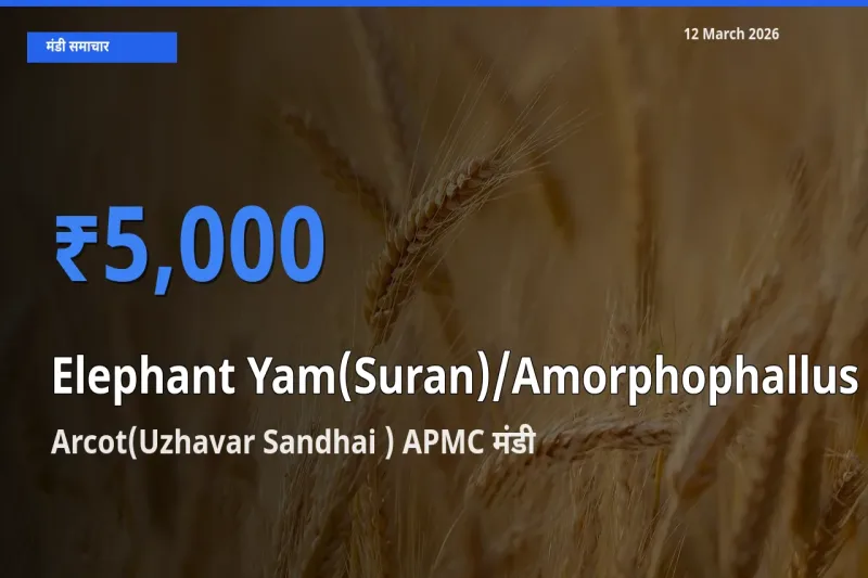 टॉप मंडी बना Arcot(Uzhavar Sandhai ) APMC! जिमीकंद (सूरन) के सबसे ऊँचे दाम यहीं दर्ज