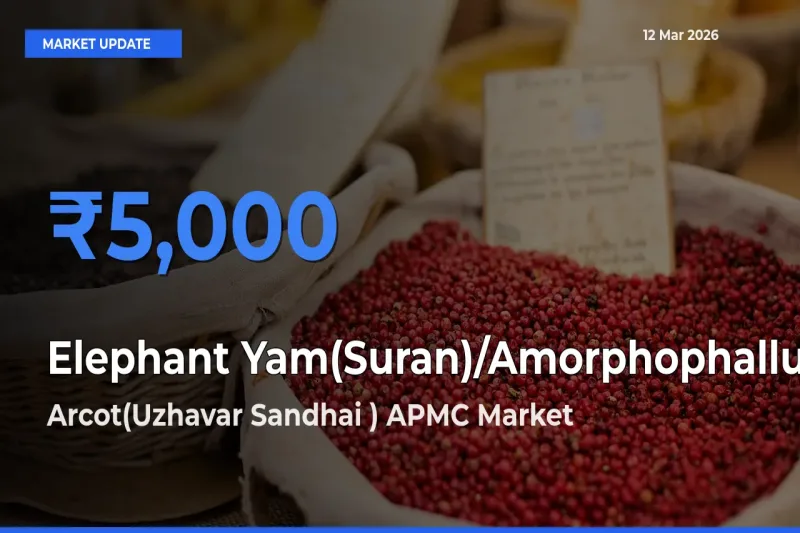 Arcot(Uzhavar Sandhai ) APMC Records Highest ₹5,000 Rate for Elephant Yam(Suran)/Amorphophallus