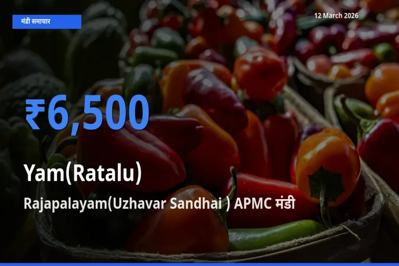 टॉप मंडी बना Rajapalayam(Uzhavar Sandhai ) APMC! रतालू (रतलू) के सबसे ऊँचे दाम यहीं दर्ज