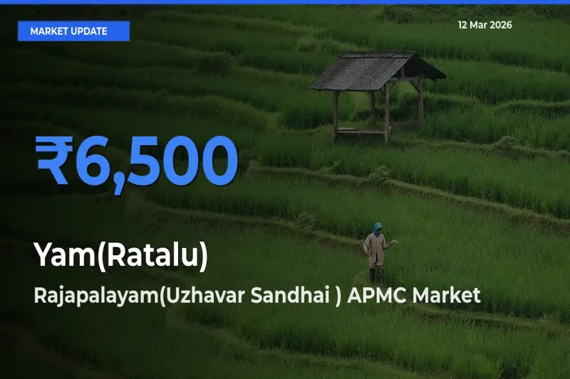 Yam(Ratalu) Mandi Rate Today: Rajapalayam(Uzhavar Sandhai ) APMC Tops the List