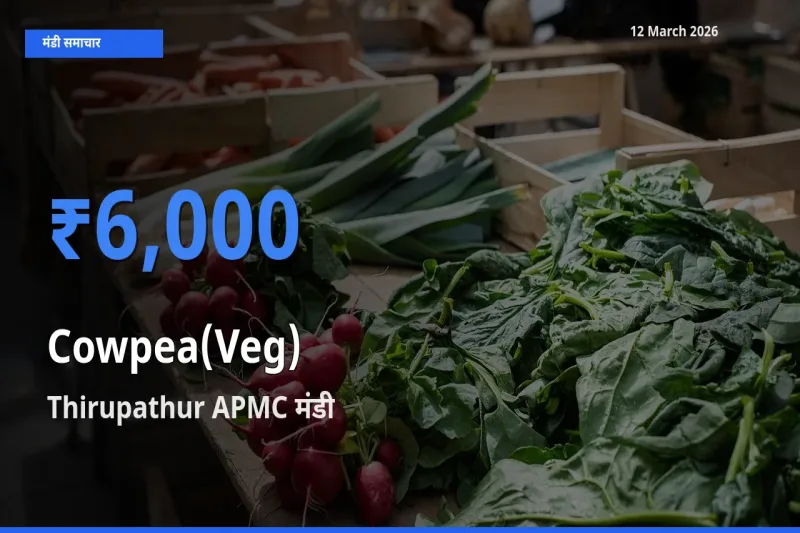 Thirupathur APMC मंडी में लोबिया फली ₹6,000 पर पहुँचा – आज का सर्वोच्च भाव