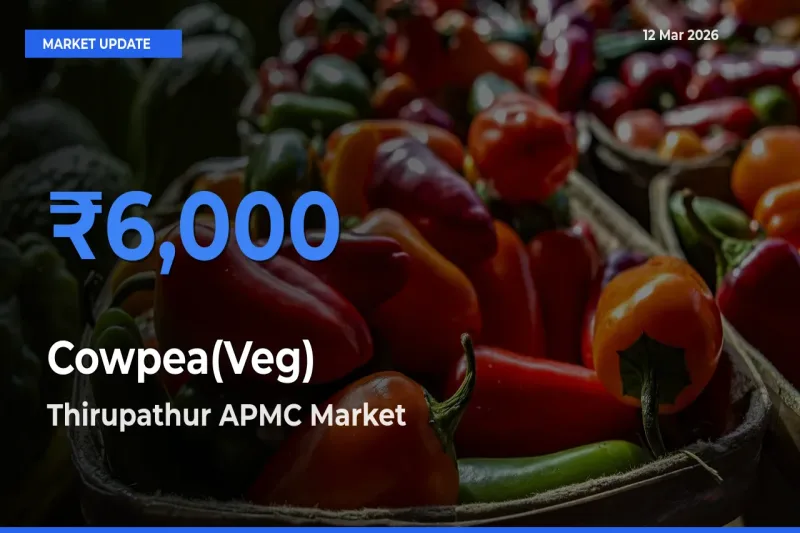 Thirupathur APMC Records Highest ₹6,000 Rate for Cowpea(Veg)