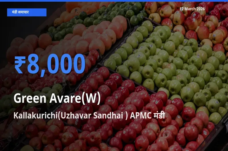 आज हरी सेम के सबसे ऊँचे दाम ₹8,000 Kallakurichi(Uzhavar Sandhai ) APMC मंडी में