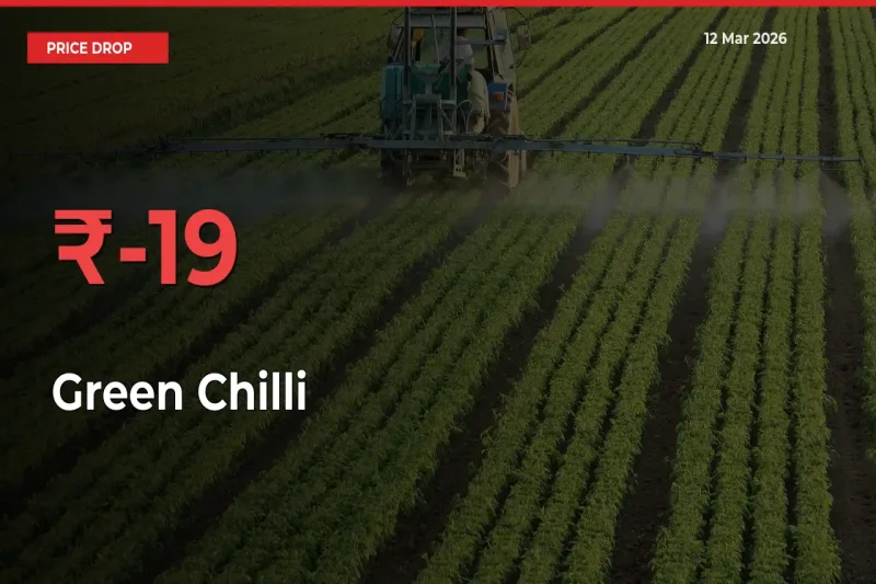 Green Chilli Falls 19.07% at Mandis