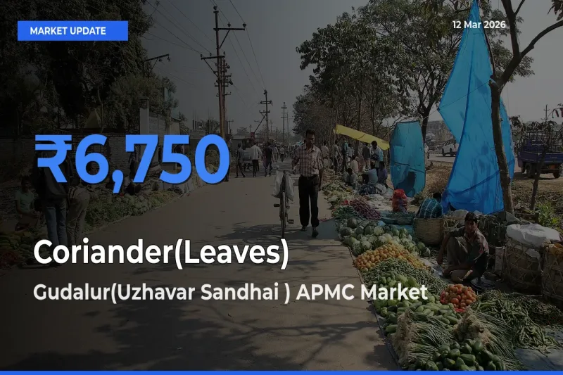 Market Watch: Gudalur(Uzhavar Sandhai ) APMC Becomes Top Mandi for Coriander(Leaves)