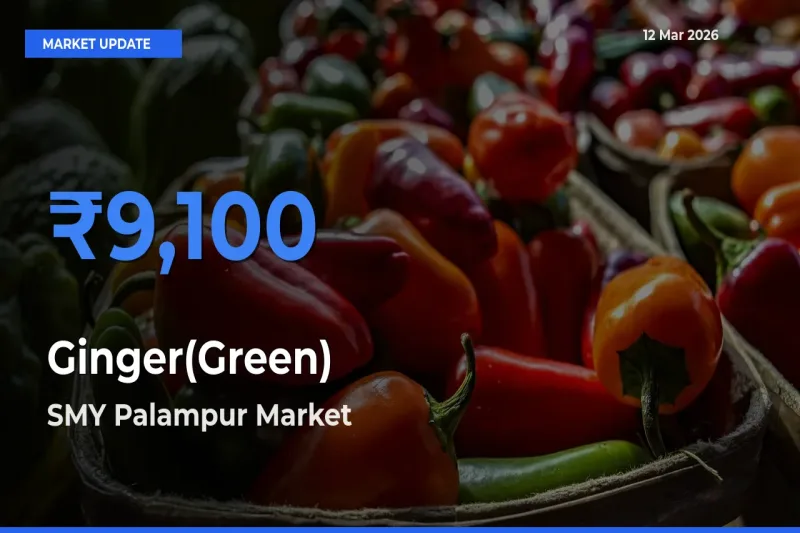 SMY Palampur Tops Ginger(Green) Rates – March 12 Market Update